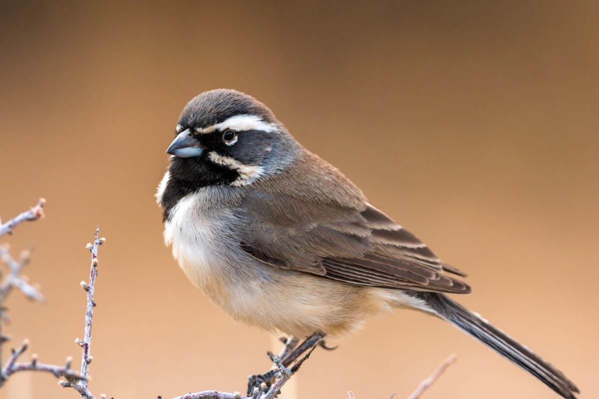 Black-throated Sparrow - ML620499275