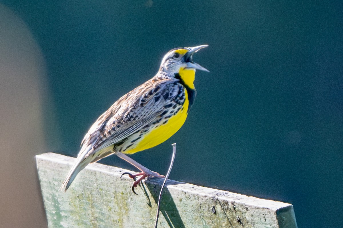 Eastern Meadowlark - ML620499278