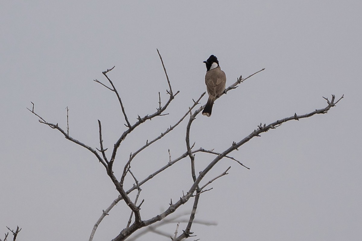 Bulbul à oreillons blancs - ML620499279