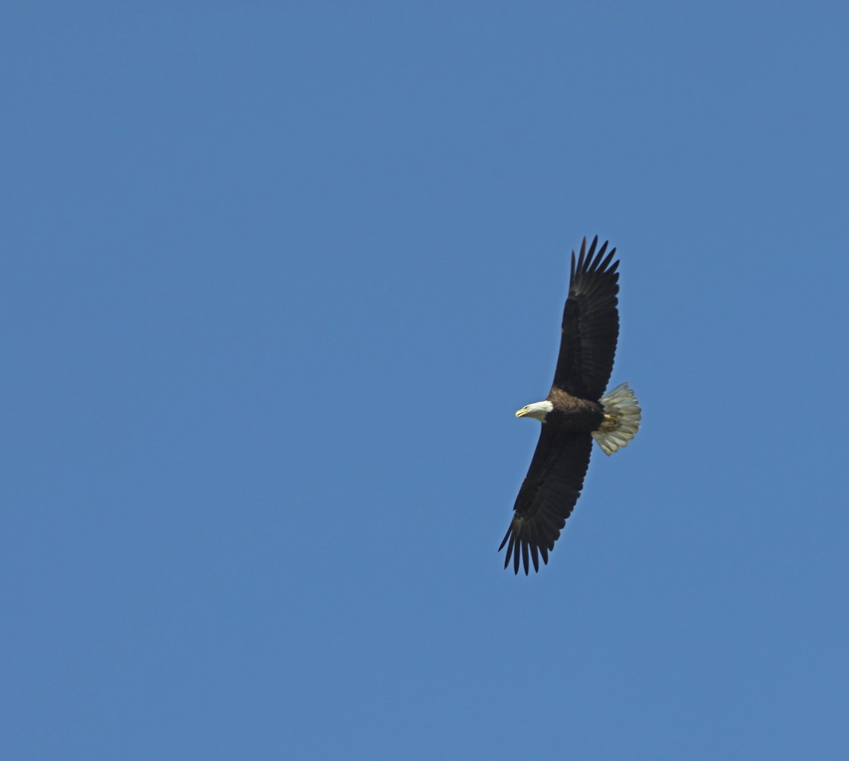 Bald Eagle - ML620499281