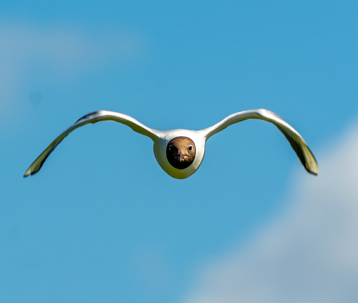 Black-headed Gull - ML620499282