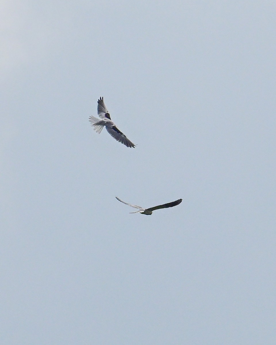 White-tailed Kite - ML620499287