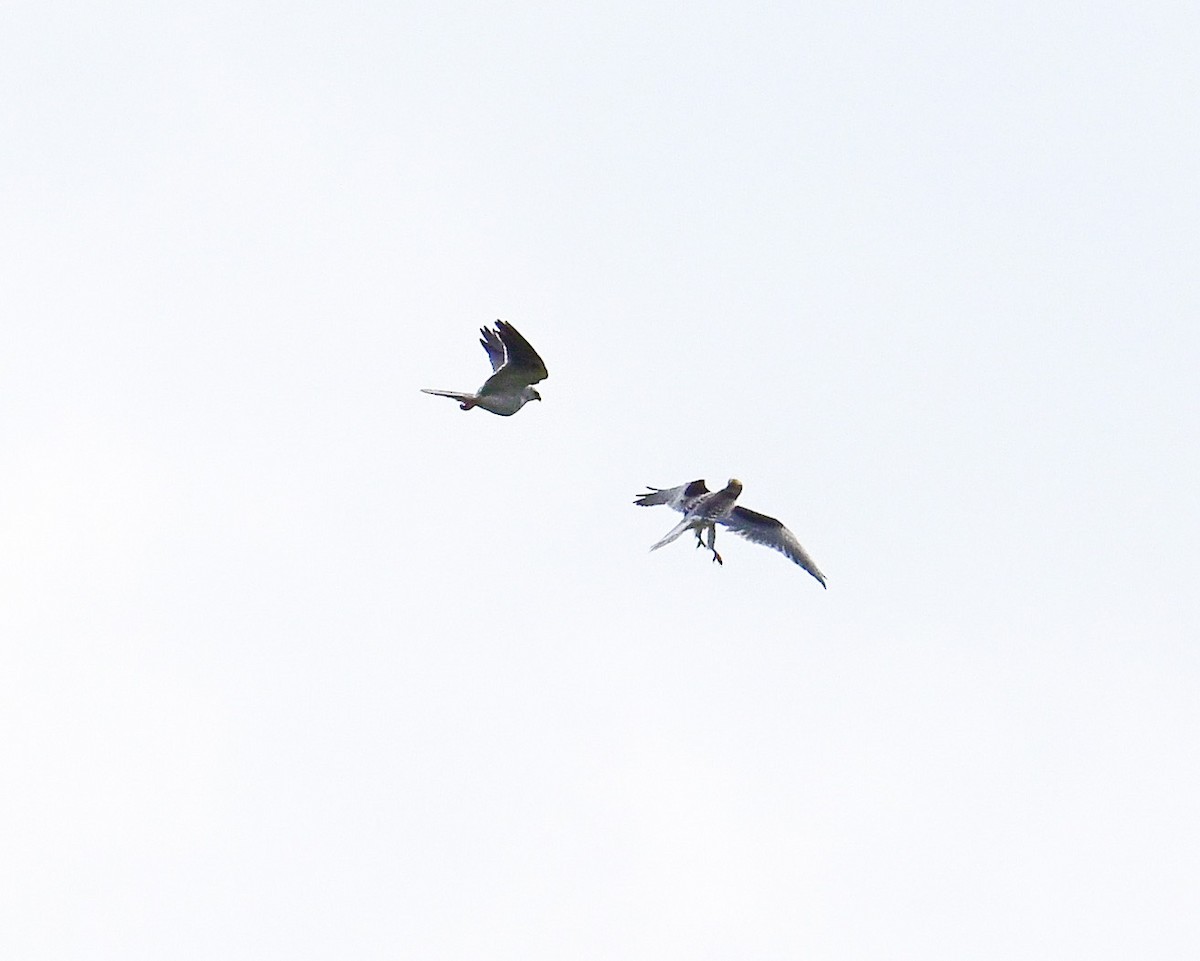 White-tailed Kite - ML620499288