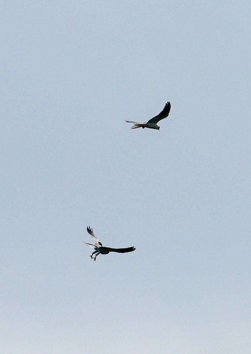 White-tailed Kite - ML620499289