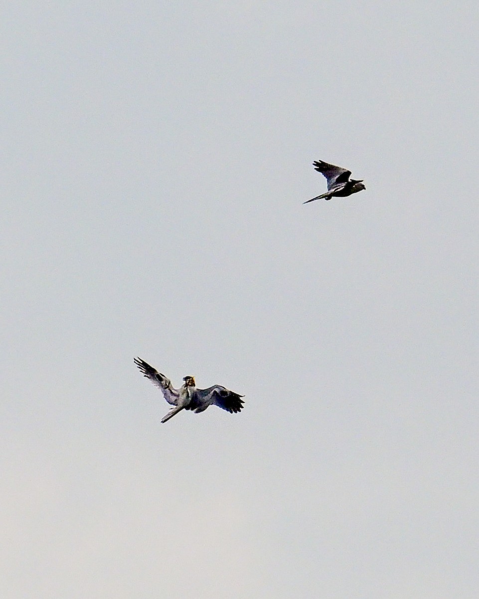 White-tailed Kite - ML620499290