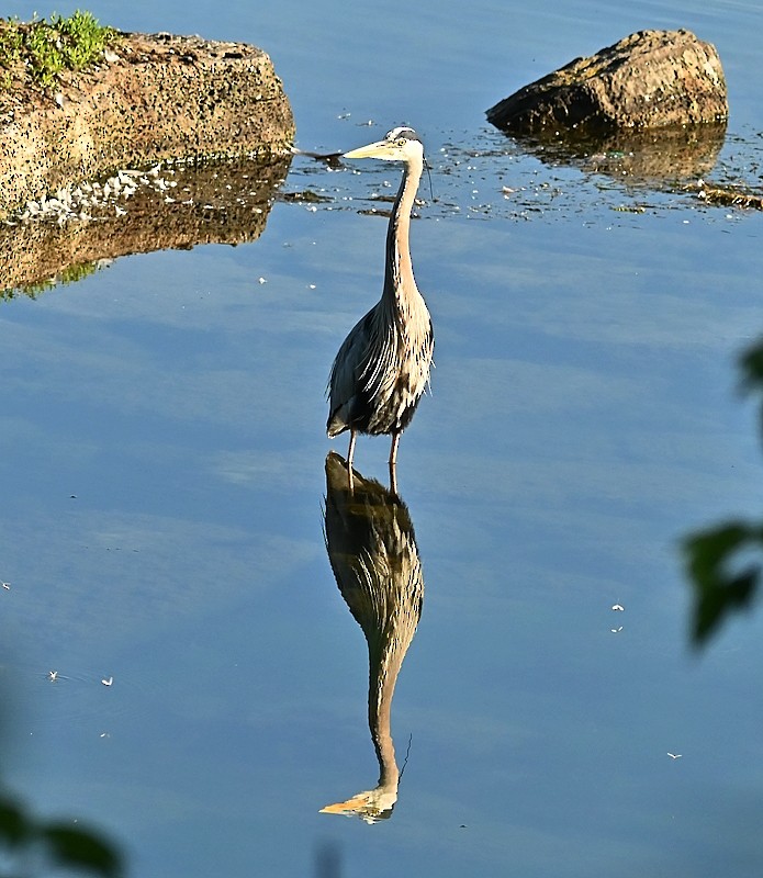 Great Blue Heron - ML620499291