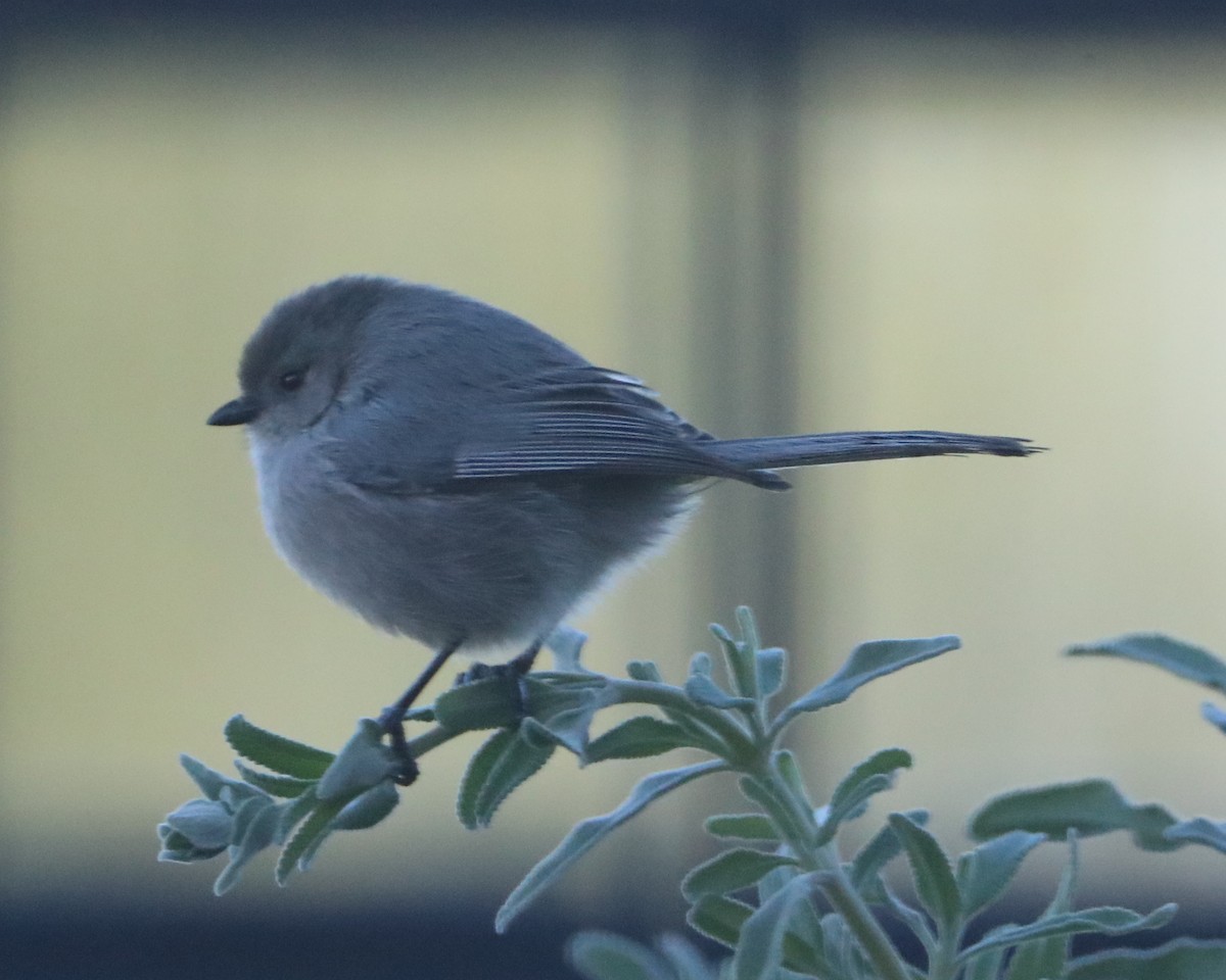 Bushtit - ML620499293