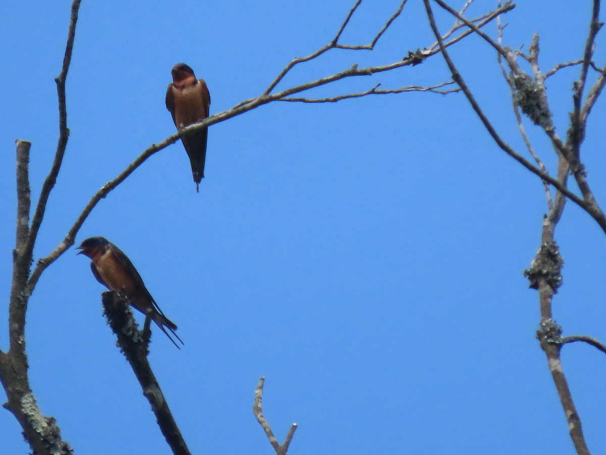 Golondrina Común - ML620499294