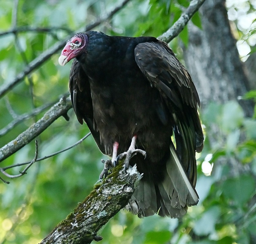 Turkey Vulture - ML620499296