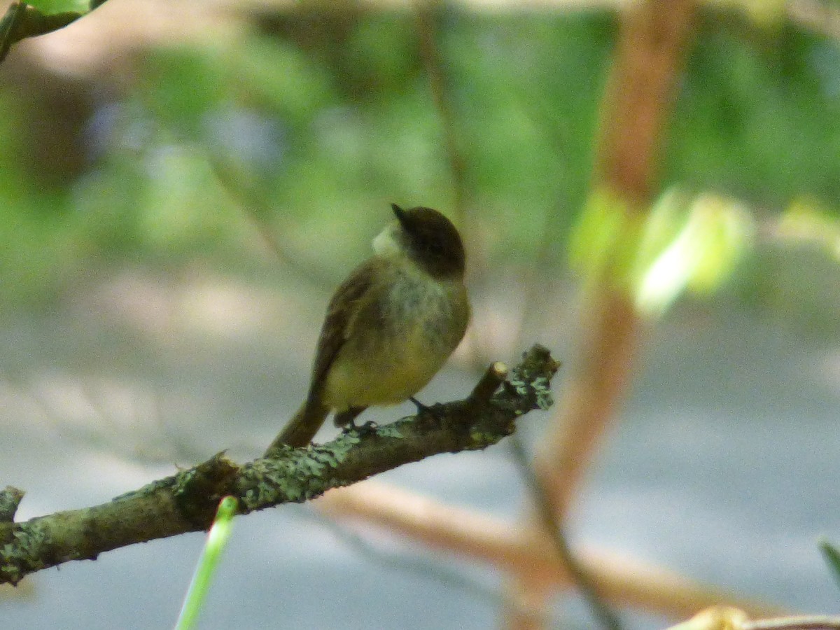 Eastern Phoebe - Karina Ramkalawan