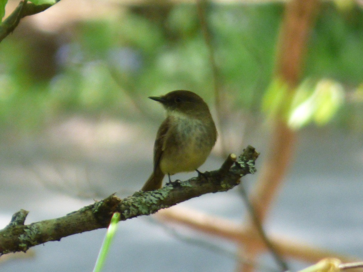 Eastern Phoebe - Karina Ramkalawan