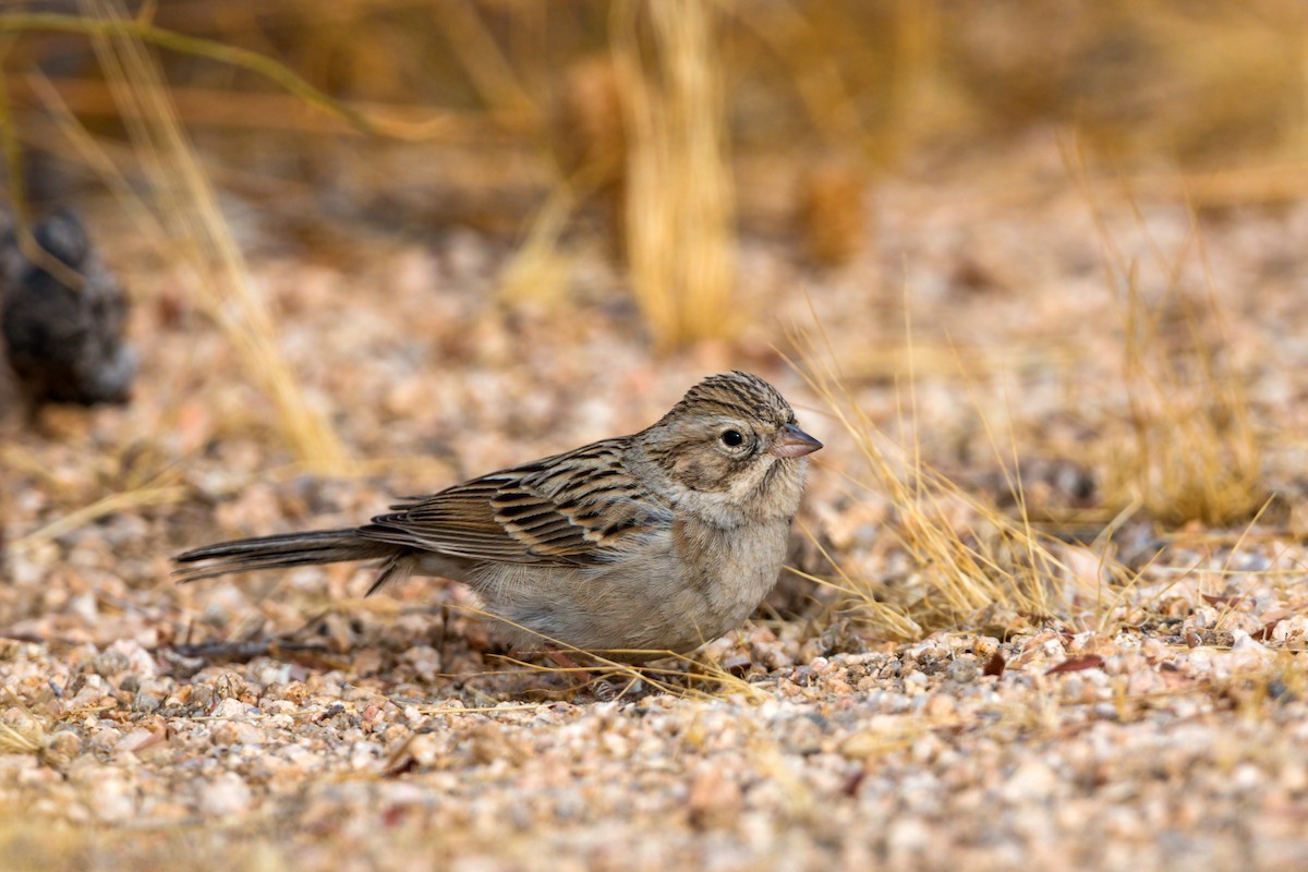 Brewer's Sparrow - ML620499312