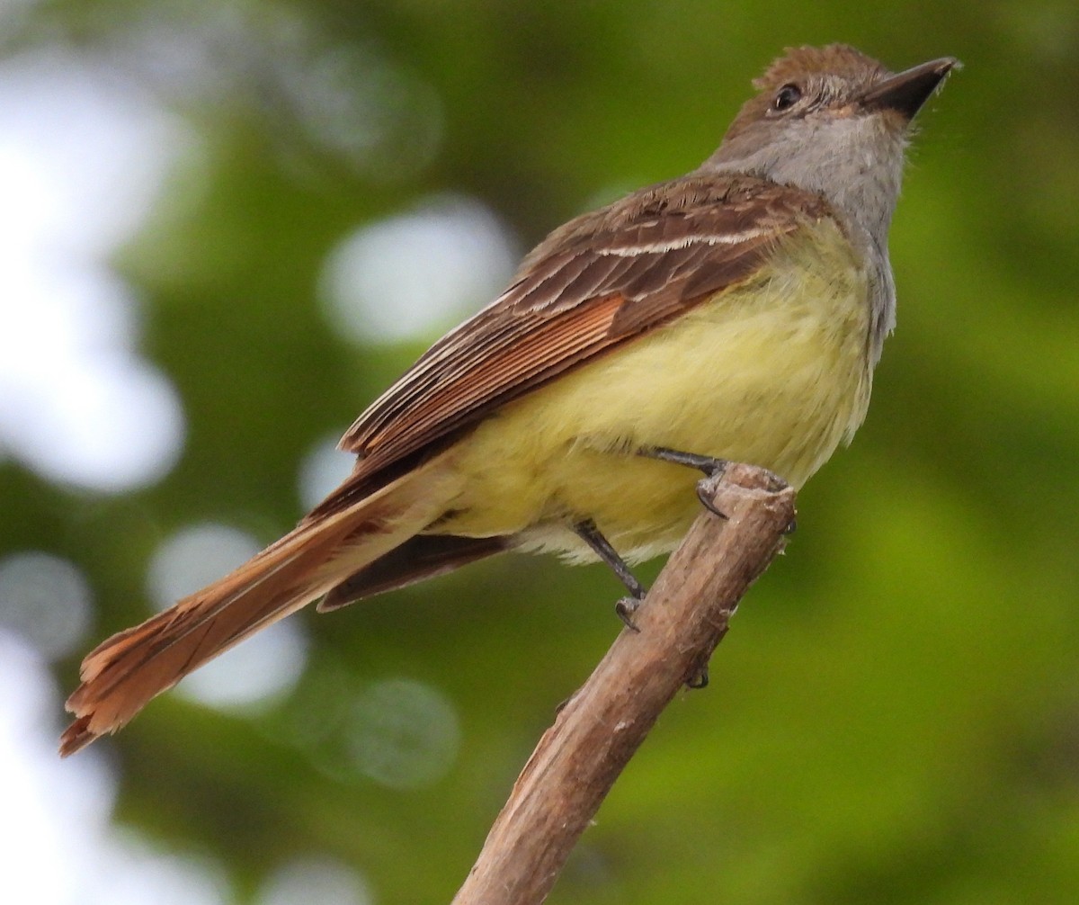 Great Crested Flycatcher - ML620499313