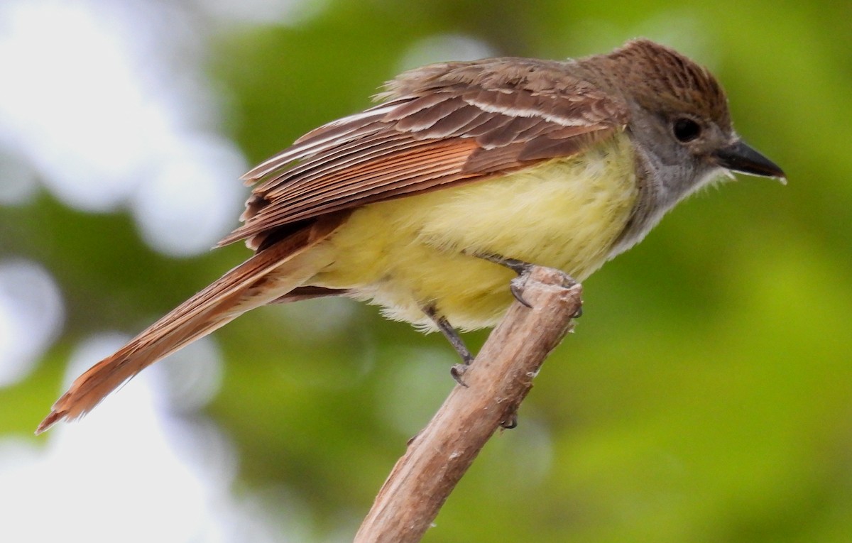 Great Crested Flycatcher - ML620499314