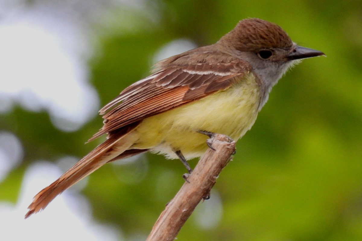 Great Crested Flycatcher - Jeffrey Blalock