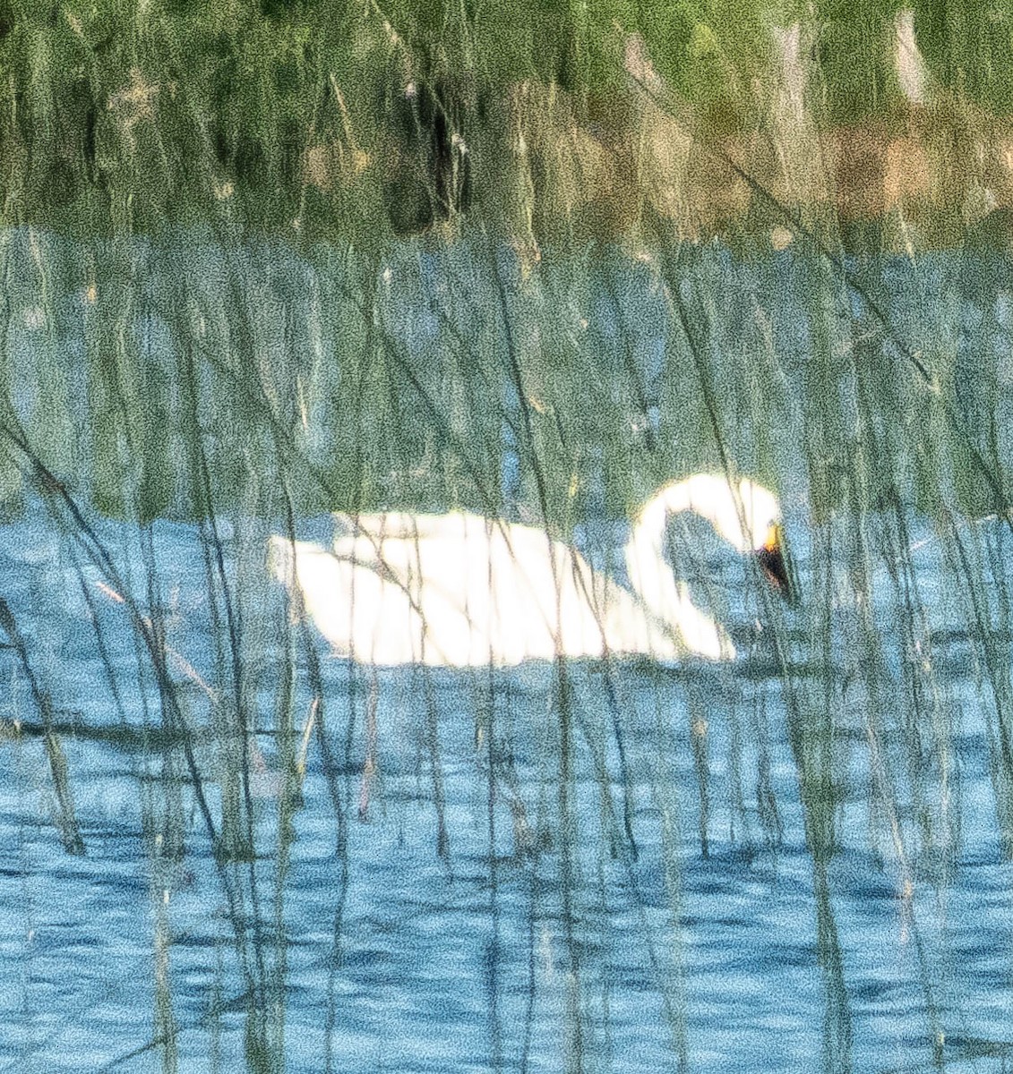 Tundra Swan - ML620499316