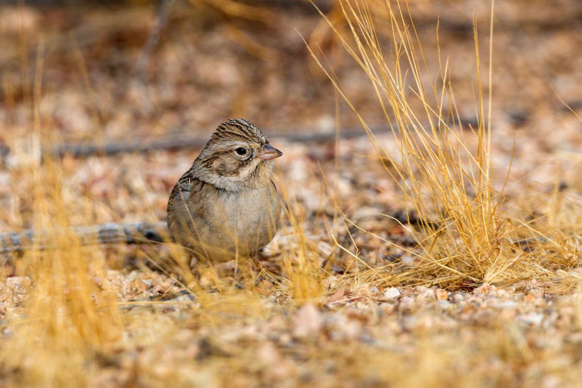 Brewer's Sparrow - ML620499320