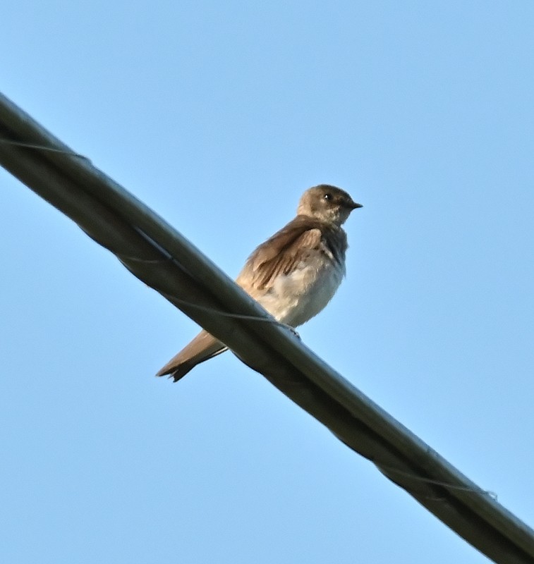 Northern Rough-winged Swallow - ML620499322