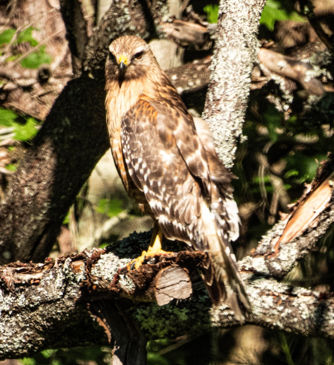 Red-shouldered Hawk - ML620499324