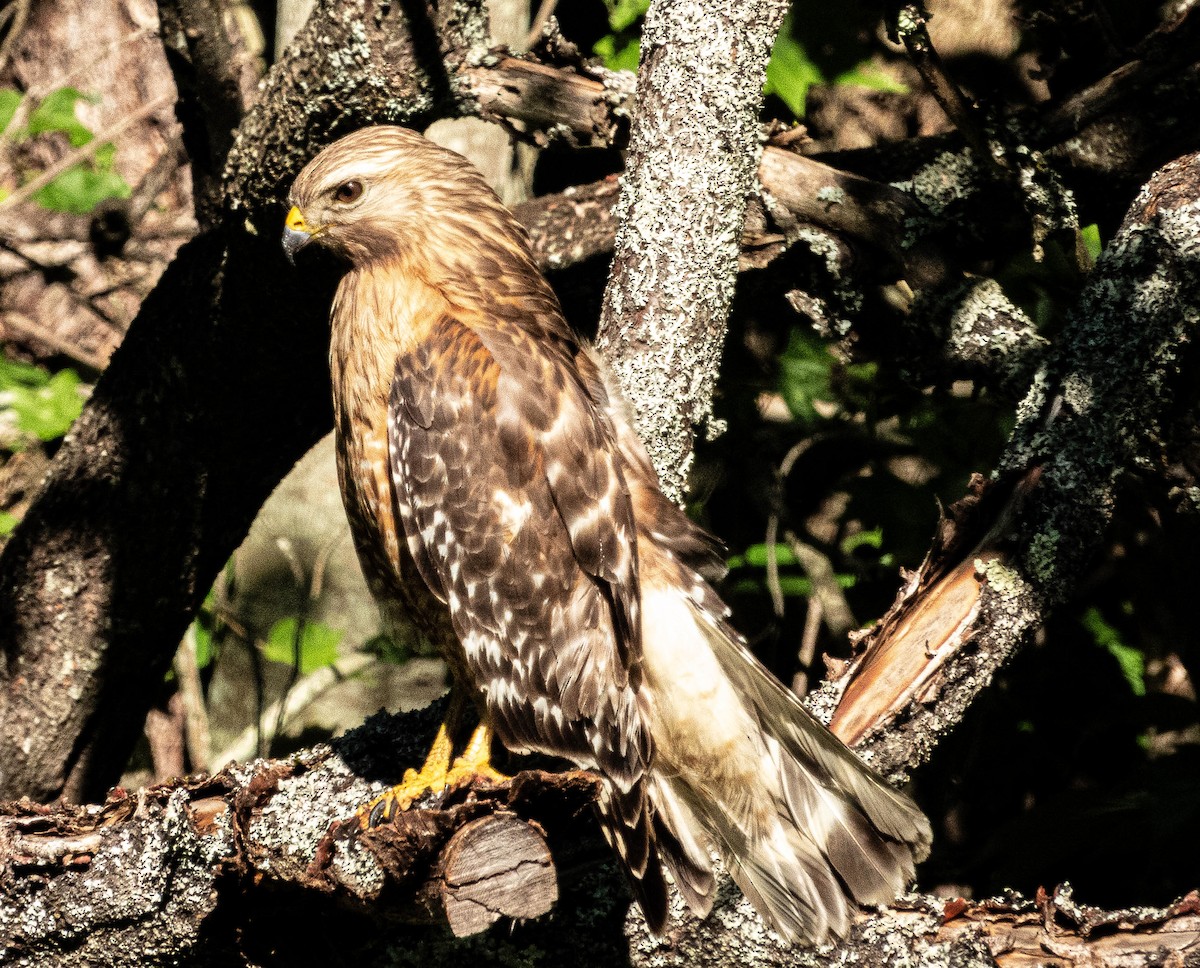 Red-shouldered Hawk - ML620499326