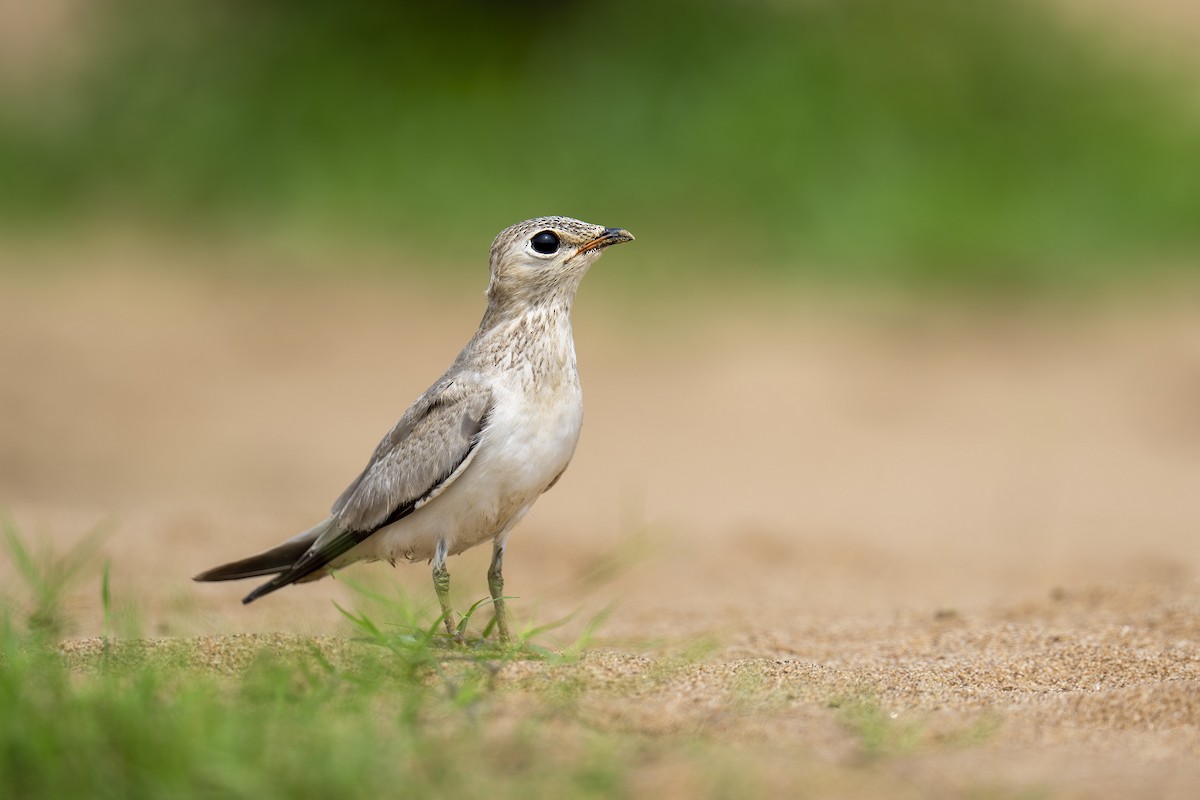 Small Pratincole - ML620499331