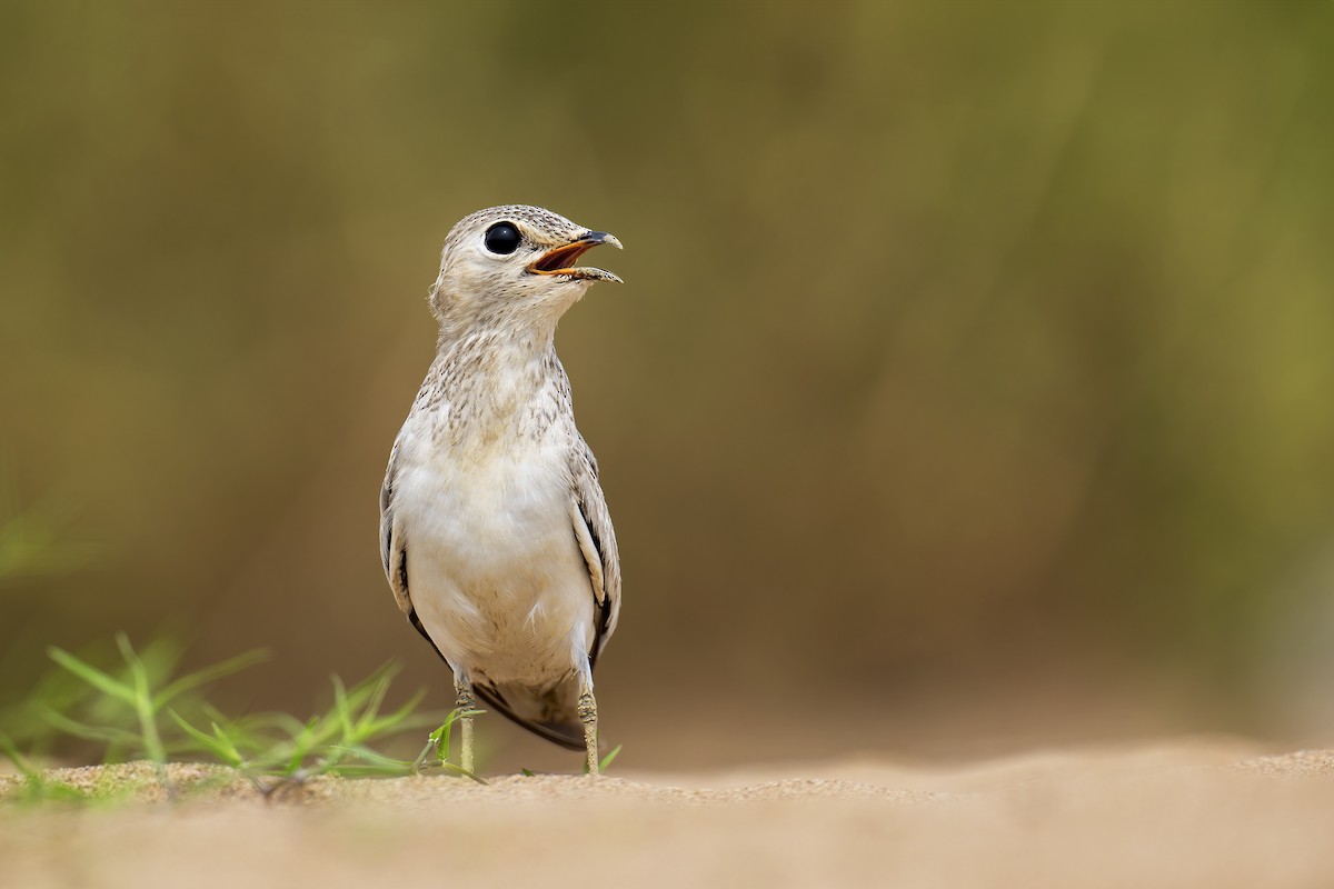 Small Pratincole - ML620499332