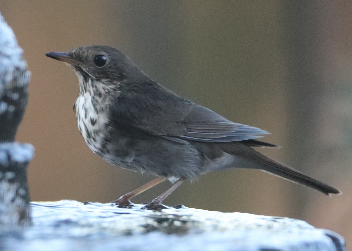 Hermit Thrush - ML620499336