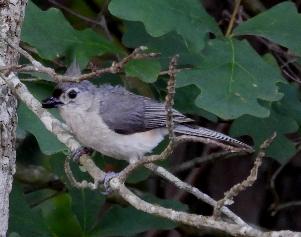 Tufted Titmouse - ML620499337