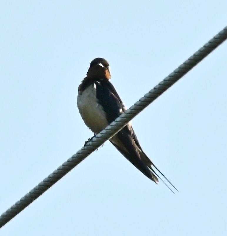 Barn Swallow - ML620499338