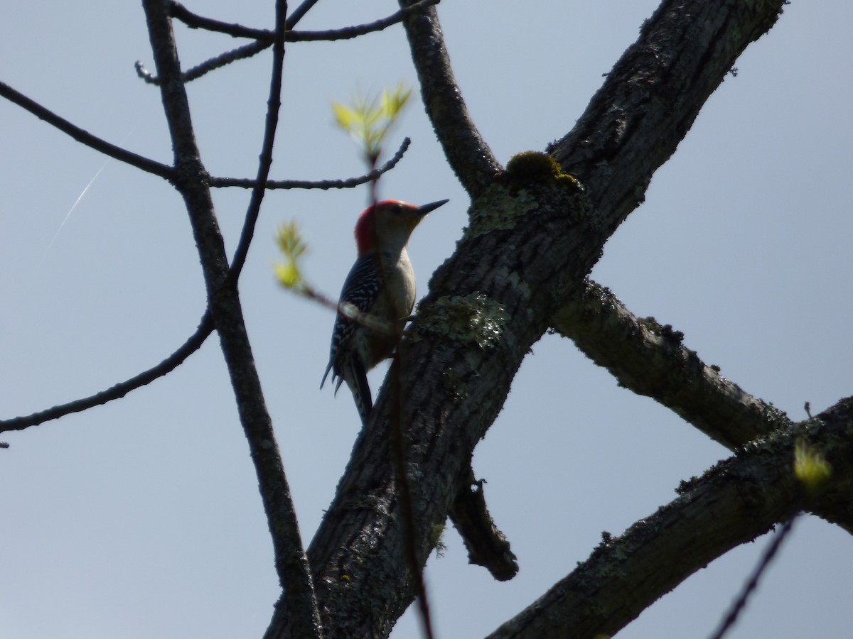 Red-bellied Woodpecker - ML620499339