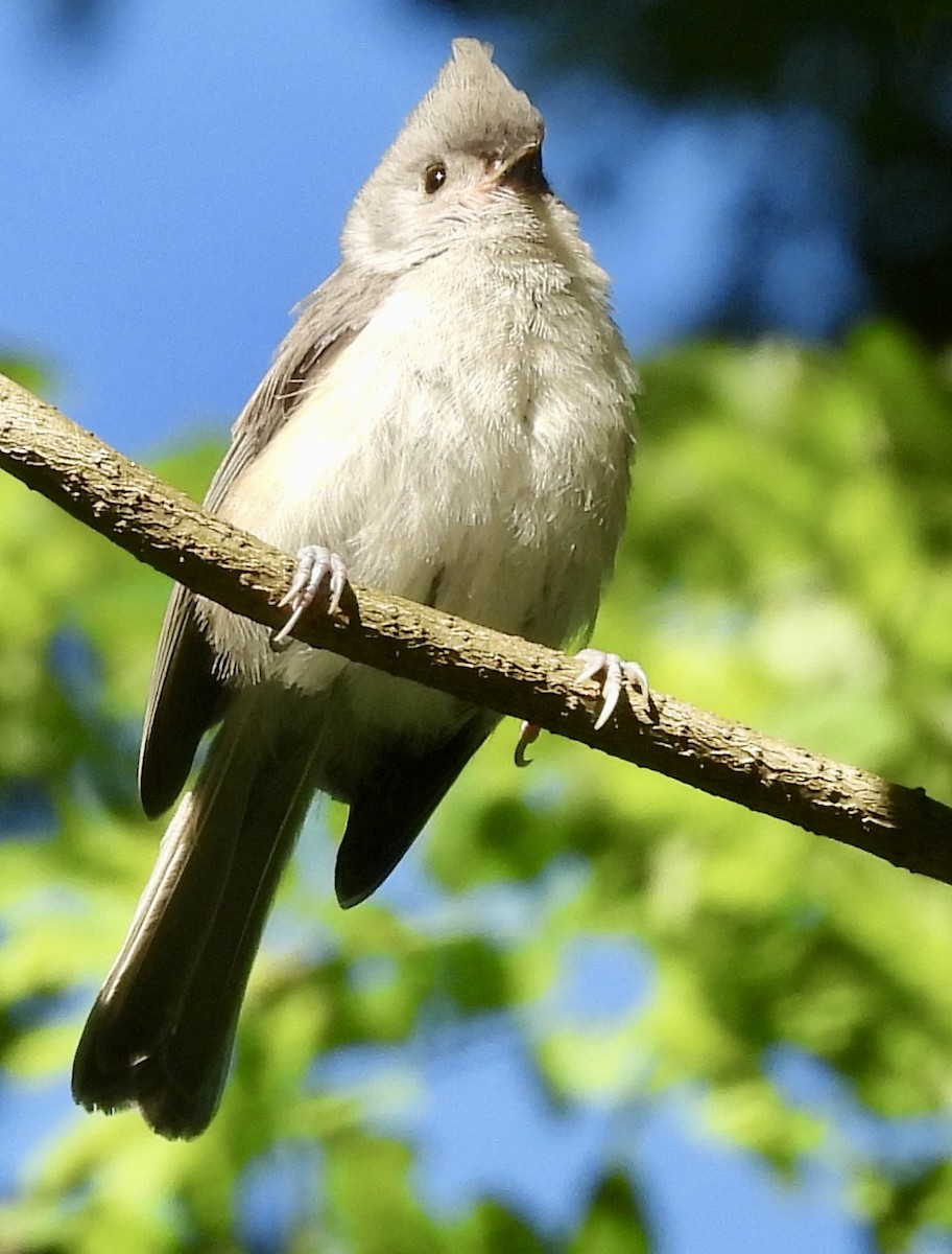 Tufted Titmouse - ML620499344