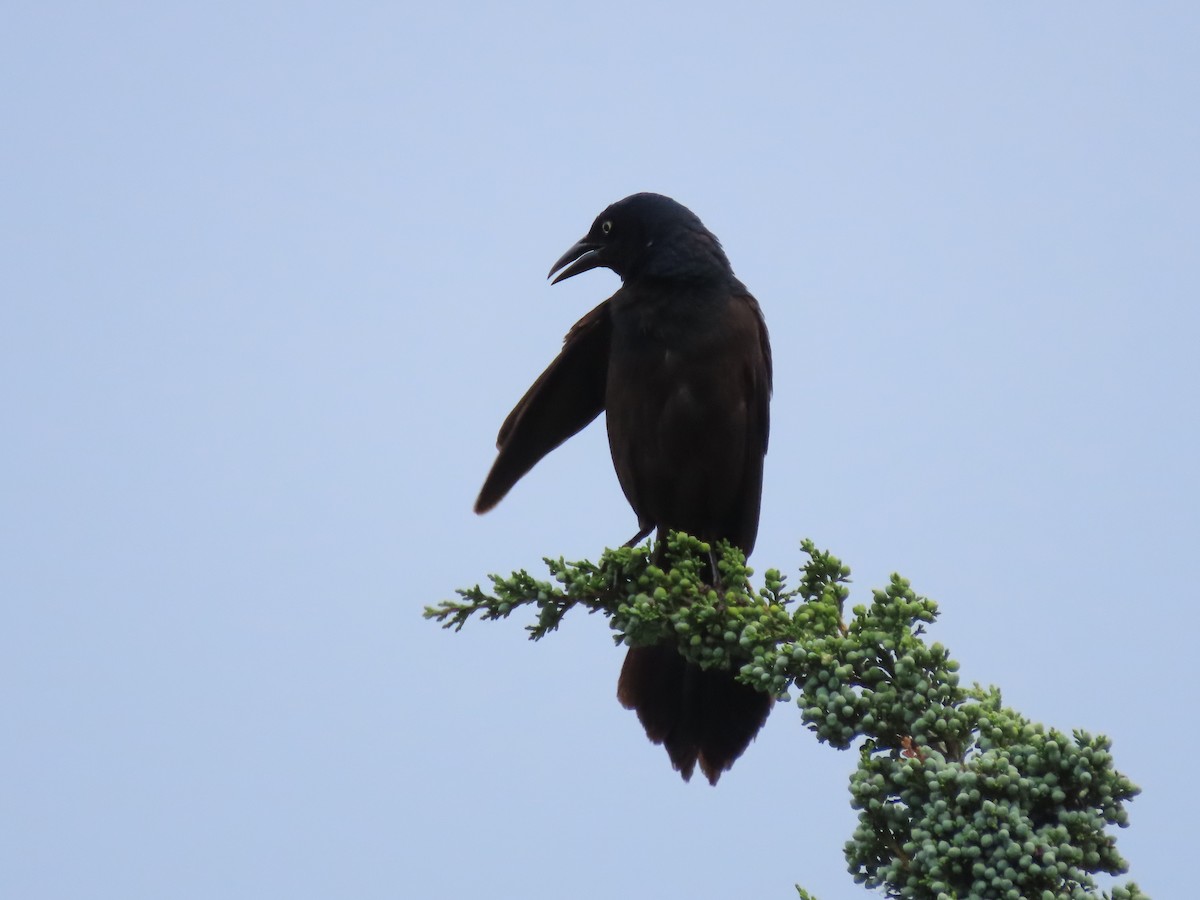 Common Grackle - ML620499350