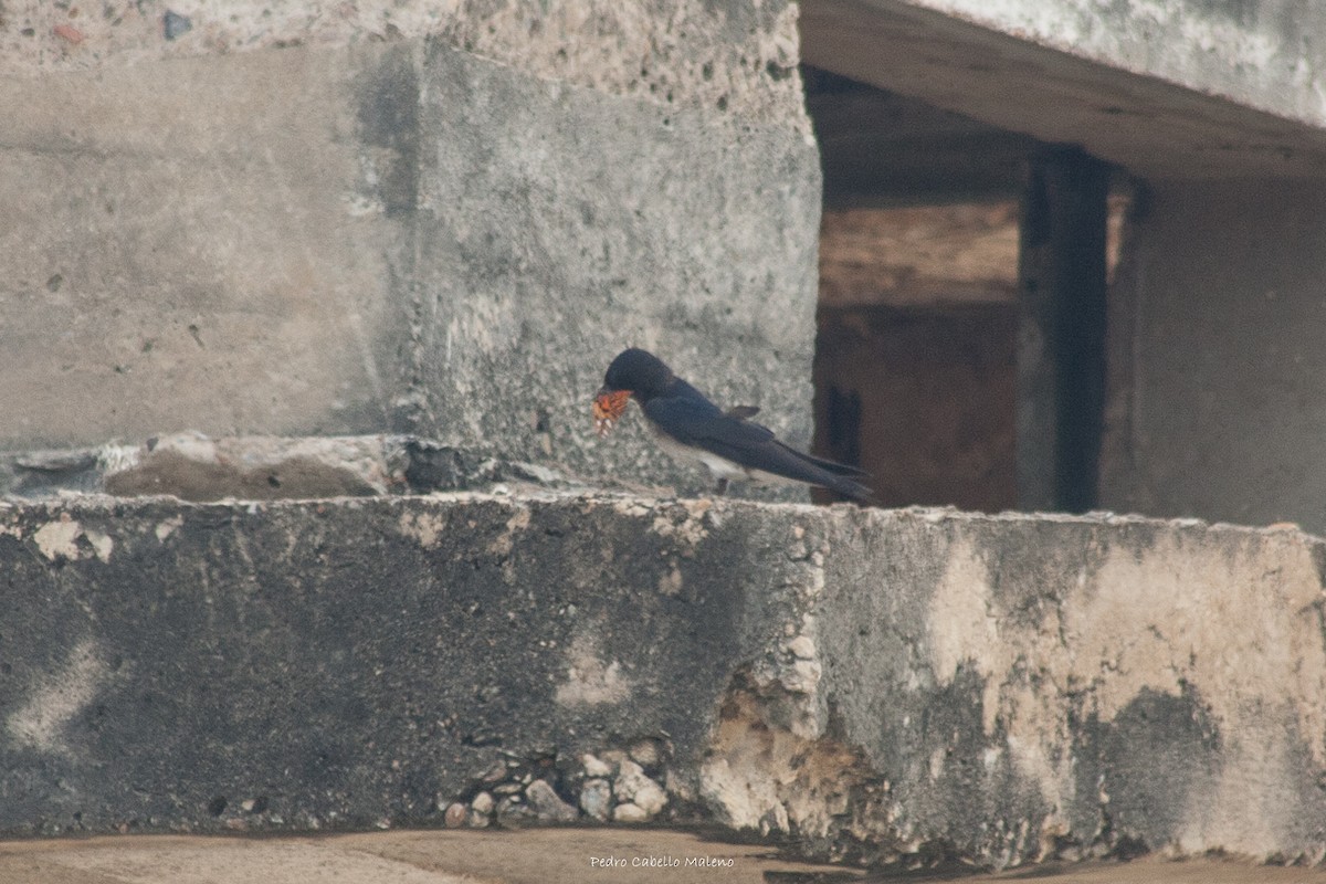 Golondrina Pechigrís - ML620499351