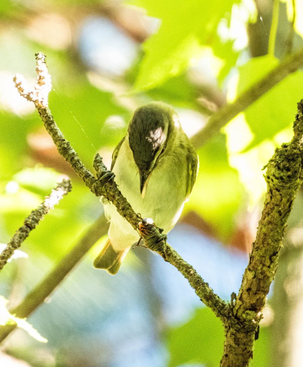 Vireo Ojirrojo - ML620499355