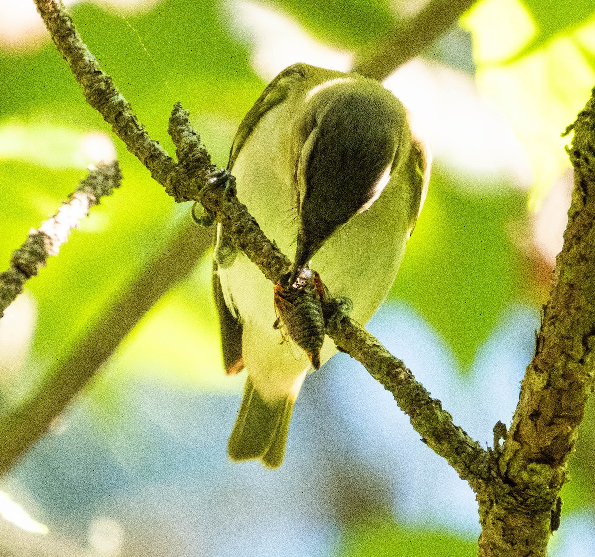 Vireo Ojirrojo - ML620499357