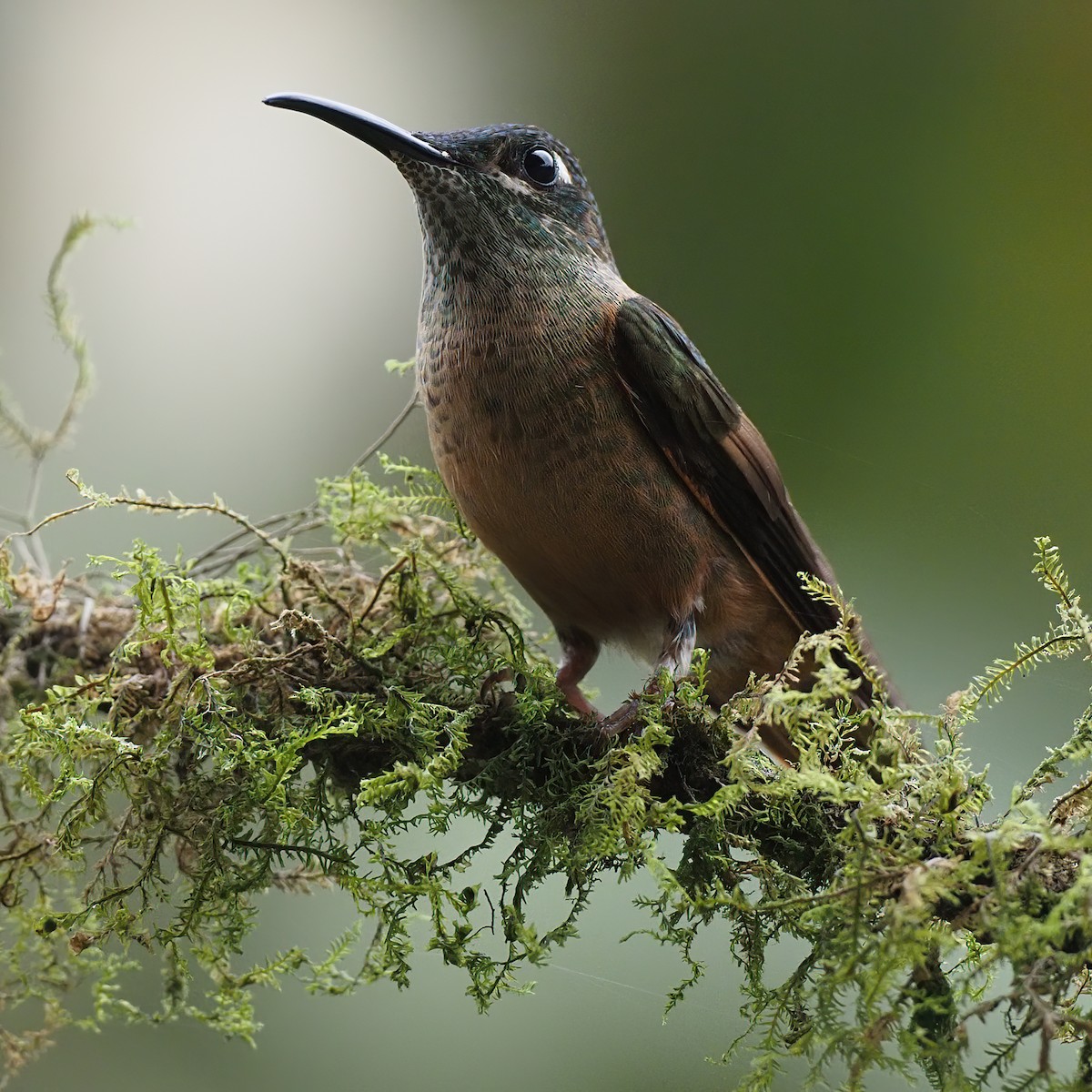 Fawn-breasted Brilliant - ML620499364