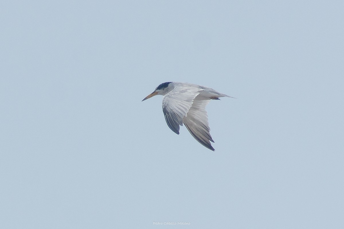 Least Tern - ML620499366