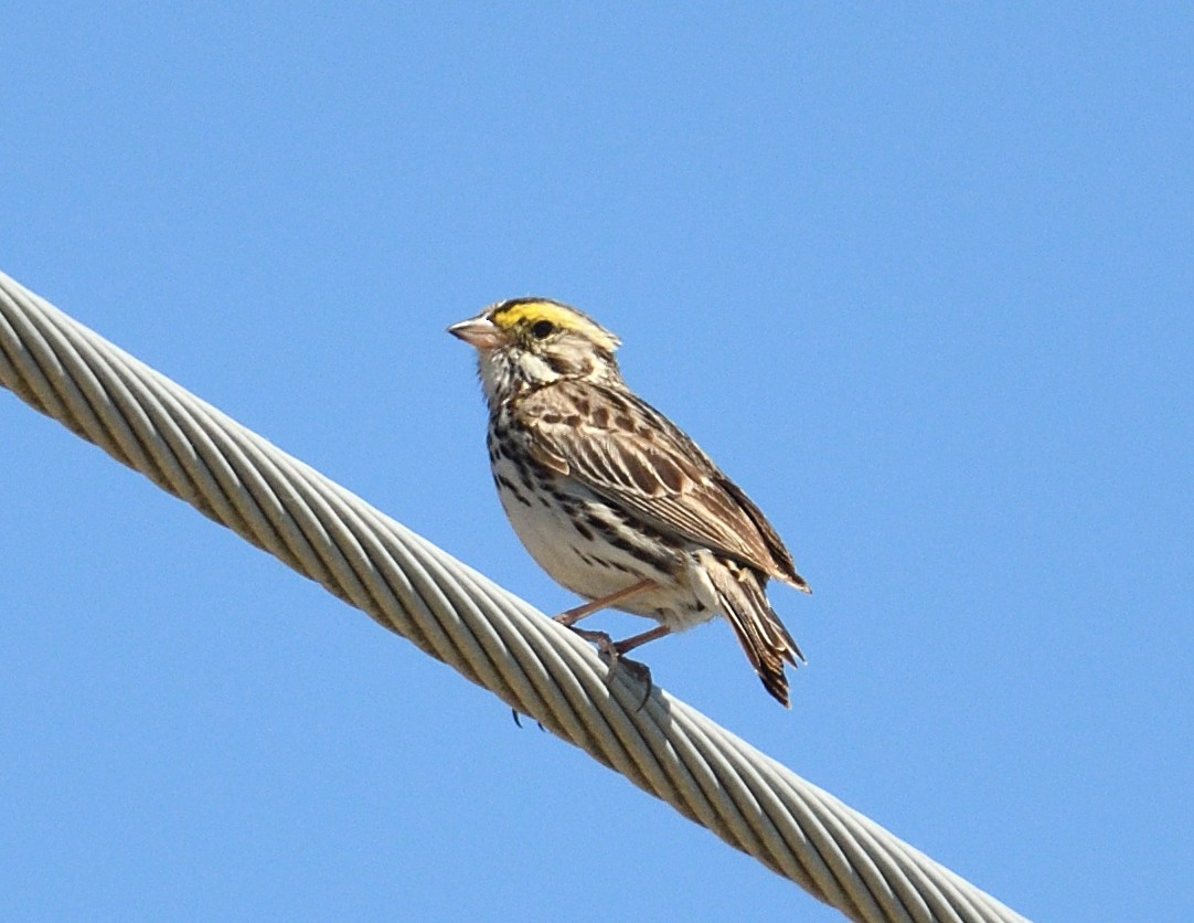 Savannah Sparrow - ML620499367