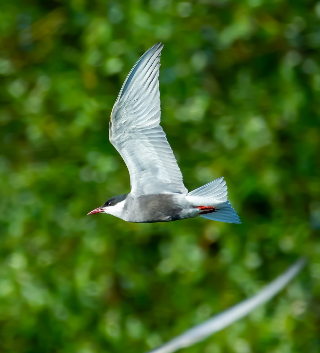 Whiskered Tern - ML620499368