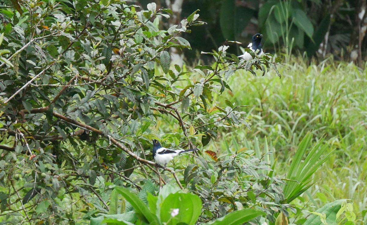 Magpie Tanager - ML620499372