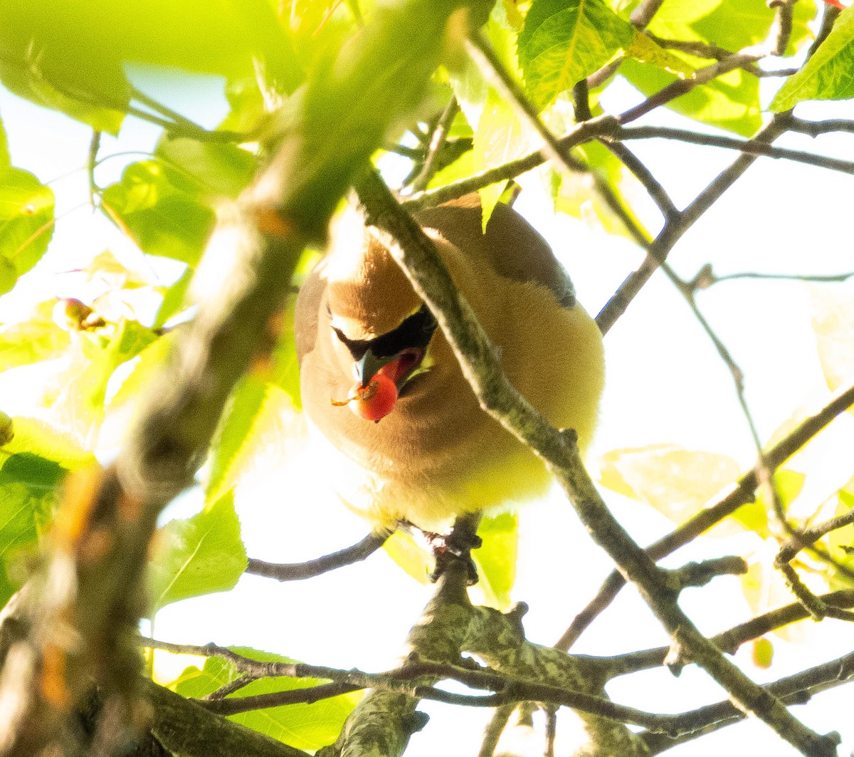 Cedar Waxwing - ML620499374