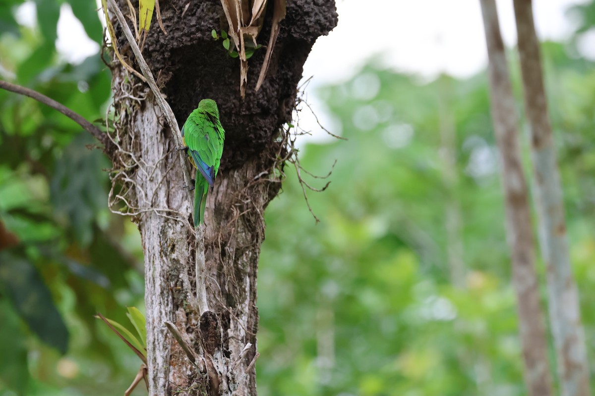 Olive-throated Parakeet - ML620499381