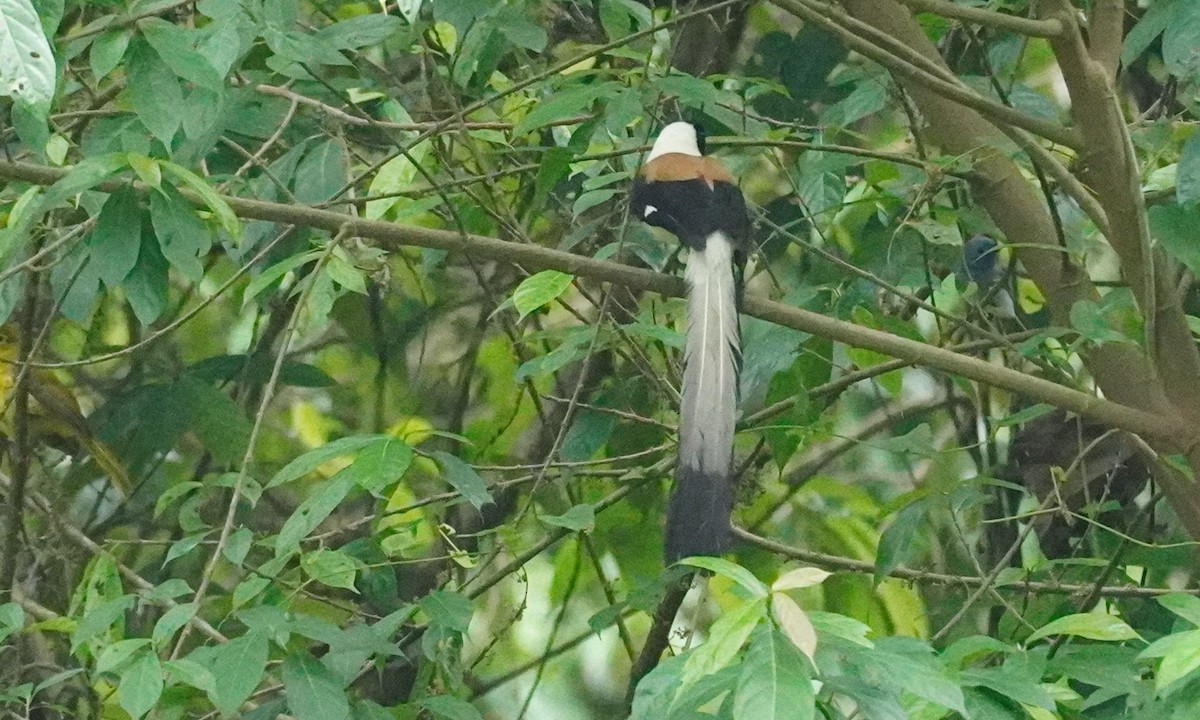 White-bellied Treepie - ML620499383