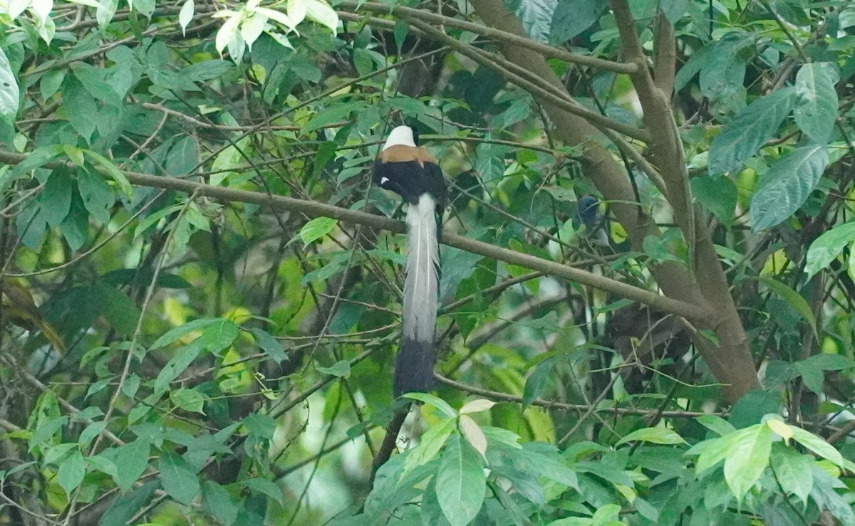 White-bellied Treepie - ML620499384