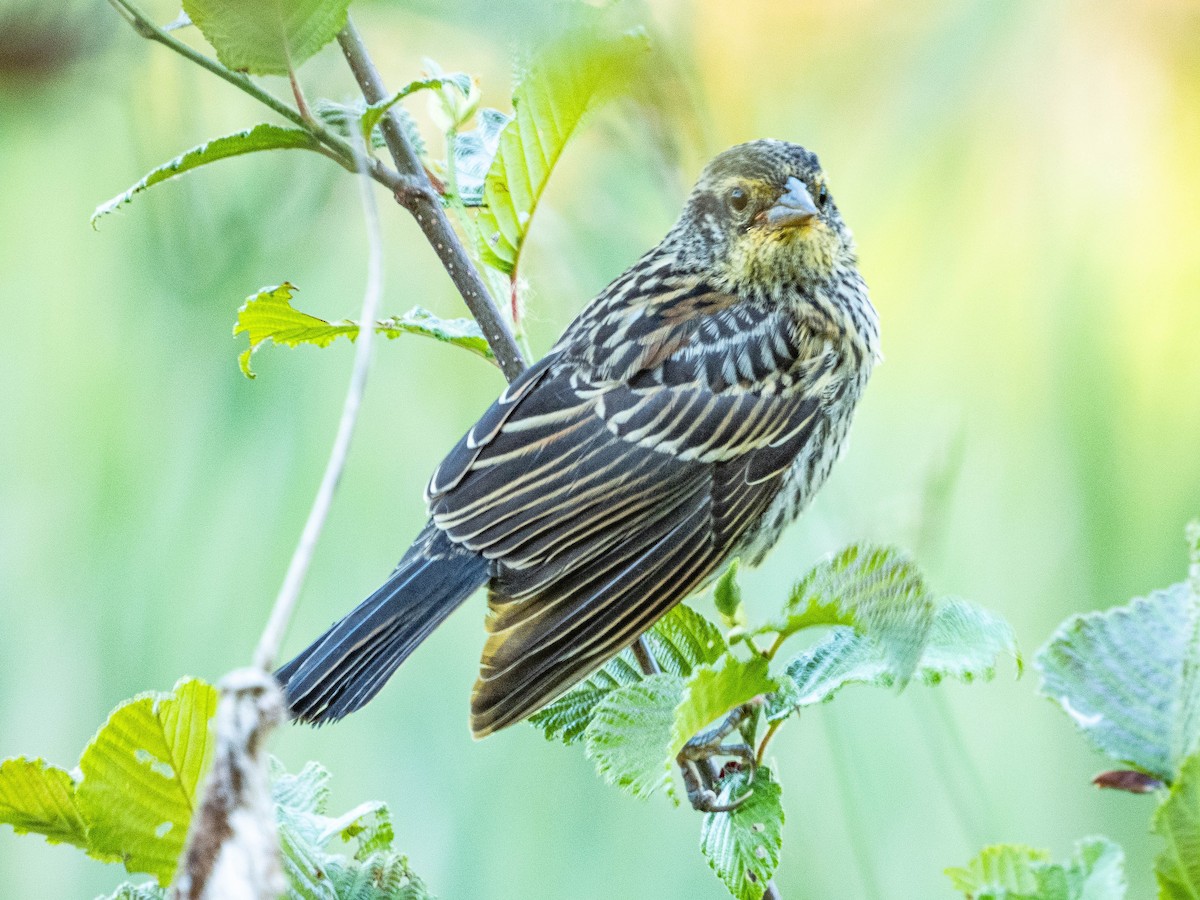 Red-winged Blackbird - ML620499389