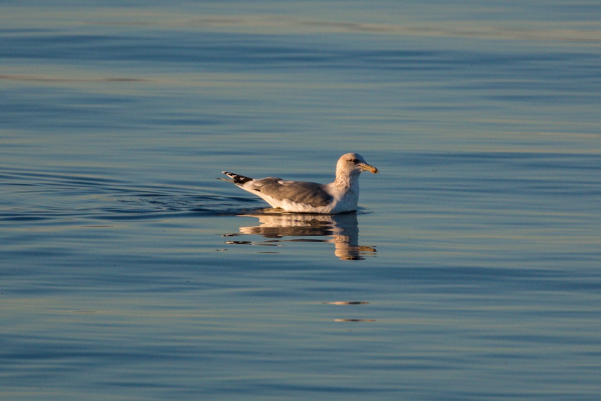 Gaviota Californiana - ML620499402