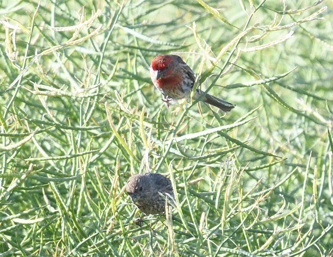 House Finch - ML620499405