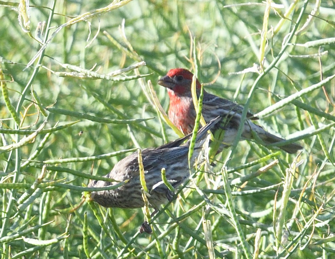 House Finch - Margaret Hough