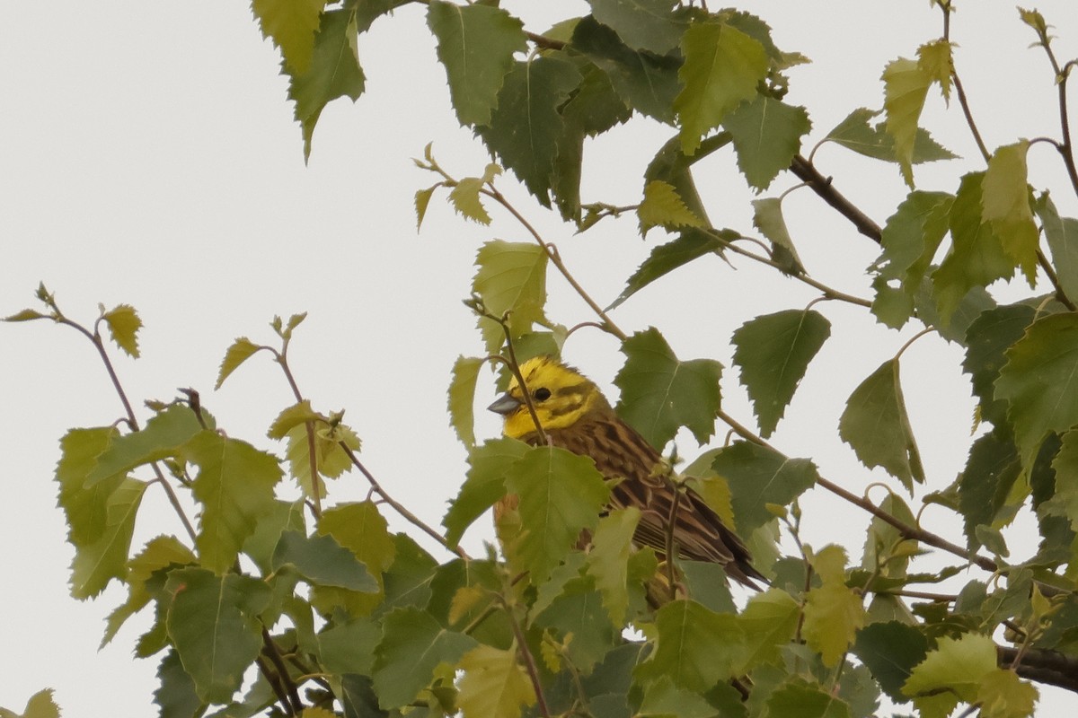 Yellowhammer - ML620499408