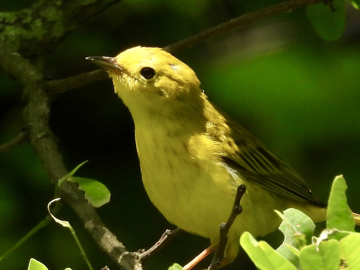 Yellow Warbler - ML620499409